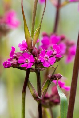 Viscaire commune Lychnis viscaria 'Splendens' 5-10 Pot 9x9 cm (P9)