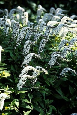 Lysimaque faux-clèthre Lysimachia clethroides 5-10 Pot 9x9 cm (P9)