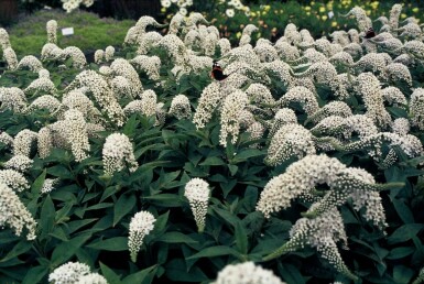 Lysimaque faux-clèthre Lysimachia clethroides 5-10 Pot 9x9 cm (P9) Lysimachia clethroides