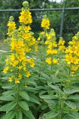 Lysimaque ponctuée Lysimachia punctata 5-10 Pot 9x9 cm (P9) Lysimachia punctata