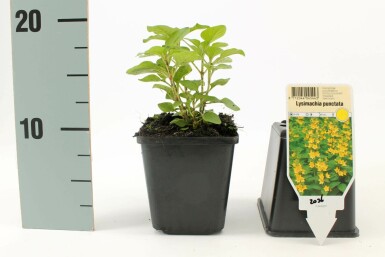 Lysimaque ponctuée Lysimachia punctata 5-10 Pot 9x9 cm (P9) Lysimachia punctata