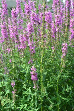 Salicaire commune Lythrum salicaria 5-10 Pot 9x9 cm (P9) Lythrum salicaria