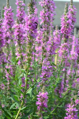 Salicaire commune Lythrum salicaria 5-10 Pot 9x9 cm (P9) Lythrum salicaria