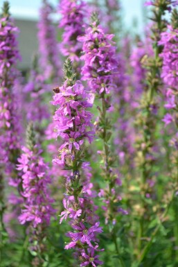 Salicaire commune Lythrum salicaria 5-10 Pot 9x9 cm (P9) Lythrum salicaria