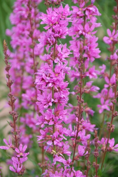 Salicaire commune Lythrum salicaria 'Robert' 10-15 Pot 2 l (C2) Lythrum salicaria 'Robert'