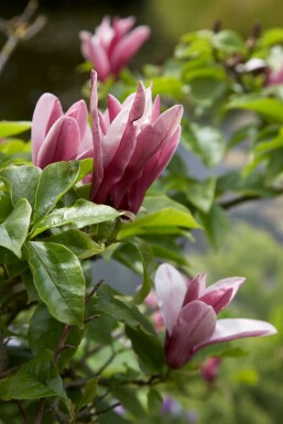 Magnolia Magnolia 'Susan' Arbuste 60-80 Pot 10 l (C10) Magnolia 'Susan' arbuste 60-80 cm