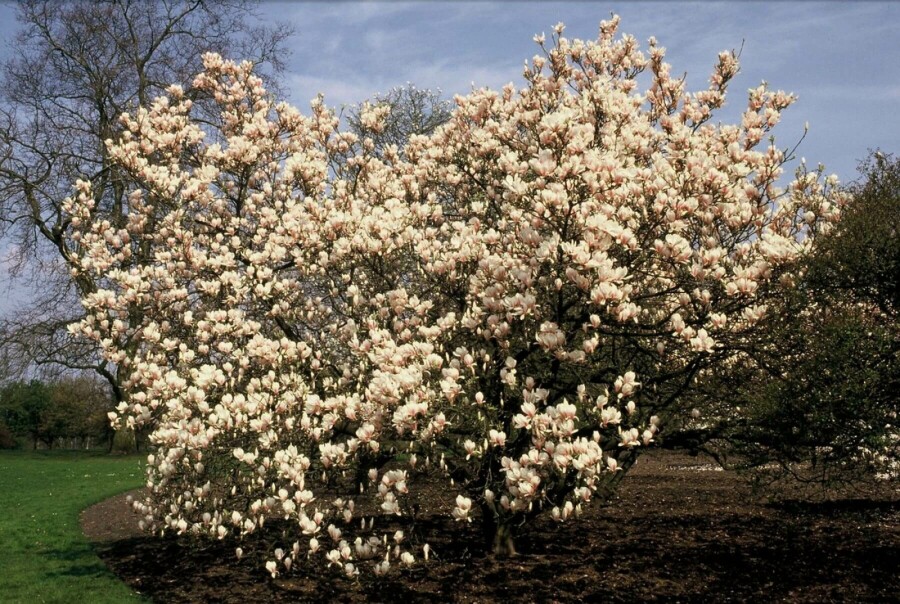 Magnolia de Soulange-bodin Magnolia soulangeana Arbuste 100-125 Pot 12 l (C12) Magnolia soulangeana arbuste 100-125 cm