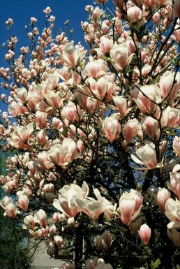 Magnolia de Soulange-bodin Magnolia × soulangeana Arbuste 20-30 Pot 2 l (C2)