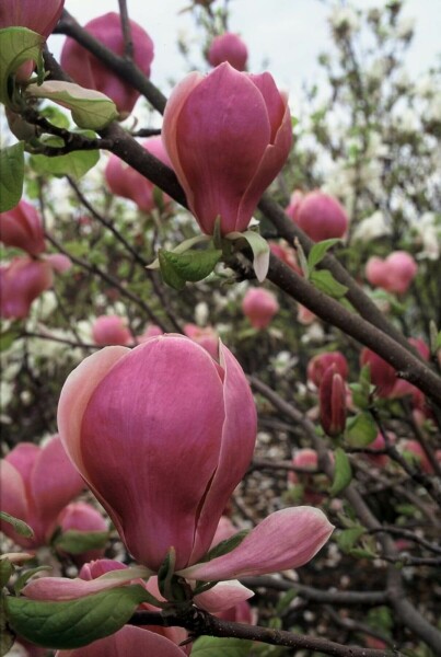 Magnolia × soulangeana 'Lennei' C12 100-125