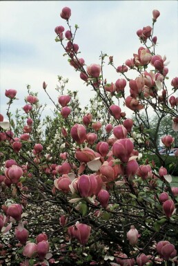 Magnolia × soulangeana 'Lennei' C12 100-125