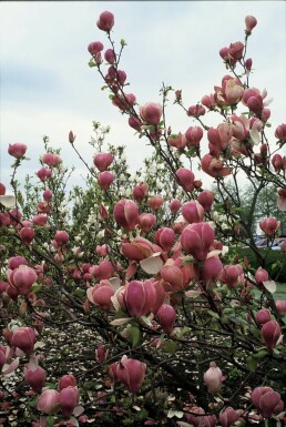 Magnolia de Soulange-bodin Magnolia × soulangeana 'Lennei' Arbuste 20-30 Pot 2 l (C2)
