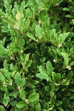 Magnolia étoilé Magnolia stellata Arbuste 100-125 Pot 12 l (C12) Magnolia stellata arbuste 100-125 cm