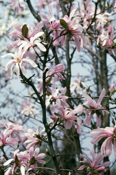 Magnolia stellata 'Rosea' C12 120-140