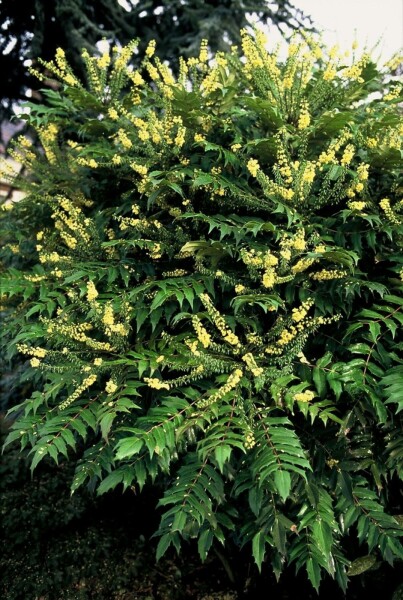 Épine-vinette des jardins Mahonia media 'Winter Sun' Arbuste 60-80 Pot 12 l (C12) Mahonia media 'Winter Sun' arbuste 60-80 cm