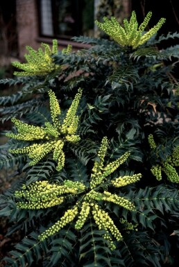 Mahonia × media 'Winter Sun' C12 60-80