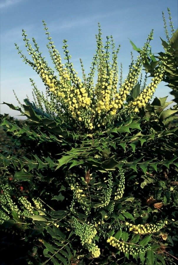 Épine-vinette des jardins Mahonia media 'Winter Sun' Arbuste 20-30 Pot 3 l (C3) Mahonia media 'Winter Sun' arbuste 20-30 cm