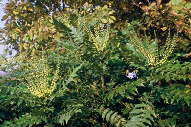 Épine-vinette des jardins Mahonia media 'Winter Sun' Arbuste 20-30 Pot 3 l (C3) Mahonia media 'Winter Sun' arbuste 20-30 cm