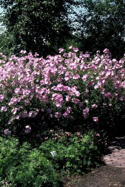 Mauve alcée Malva alcea 'Fastigiata' 5-10 Pot 9x9 cm (P9)