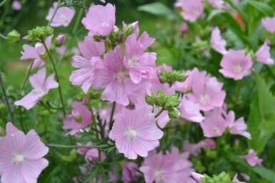 Mauve musquée Malva moschata 'Rosea' 5-10 Pot 9x9 cm (P9) Malva moschata 'Rosea'