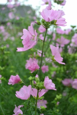 Mauve musquée Malva moschata 'Rosea' 5-10 Pot 9x9 cm (P9)