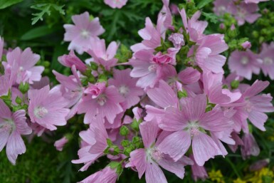 Mauve musquée Malva moschata 'Rosea' 5-10 Pot 9x9 cm (P9) Malva moschata 'Rosea'