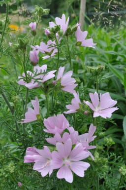 Mauve musquée Malva moschata 'Rosea' 5-10 Pot 9x9 cm (P9) Malva moschata 'Rosea'