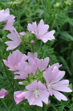 Mauve musquée Malva moschata 'Rosea' 5-10 Pot 9x9 cm (P9) Malva moschata 'Rosea'