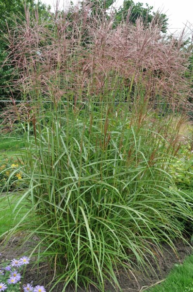 Miscanthus de Chine Miscanthus sinensis 'Ferner Osten' 10-15 Pot 1 l (P11) Miscanthus sinensis 'Ferner Osten'