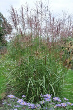 Miscanthus de Chine Miscanthus sinensis 'Ferner Osten' 5-10 Pot 9x9 cm (P9) Miscanthus sinensis 'Ferner Osten'