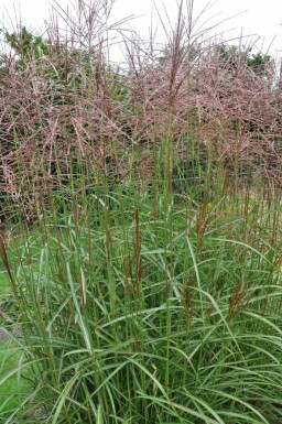 Miscanthus de Chine Miscanthus sinensis 'Ferner Osten' 5-10 Pot 9x9 cm (P9) Miscanthus sinensis 'Ferner Osten'