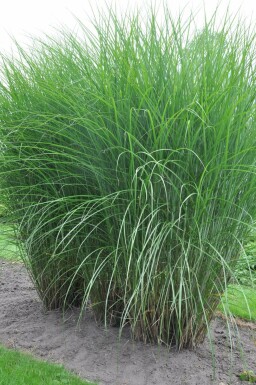 Miscanthus de Chine Miscanthus sinensis 'Gracillimus' 5-10 Pot 9x9 cm (P9) Miscanthus sinensis 'Gracillimus'