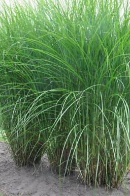 Miscanthus de Chine Miscanthus sinensis 'Gracillimus' 5-10 Pot 9x9 cm (P9) Miscanthus sinensis 'Gracillimus'