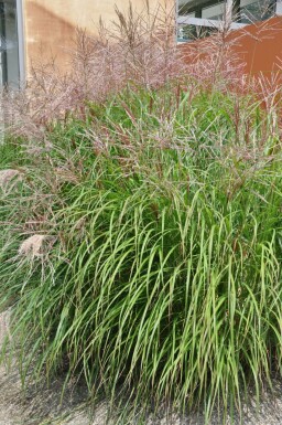 Miscanthus de Chine Miscanthus sinensis 'Kleine Silberspinne' 10-15 Pot 1 l (P11) Miscanthus sinensis 'Kleine Silberspinne'