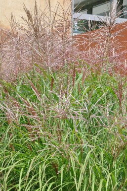 Miscanthus de Chine Miscanthus sinensis 'Kleine Silberspinne' 10-15 Pot 1 l (P11) Miscanthus sinensis 'Kleine Silberspinne'