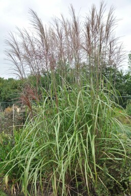 Miscanthus de Chine Miscanthus sinensis 'Malepartus' 5-10 Pot 9x9 cm (P9) Miscanthus sinensis 'Malepartus'