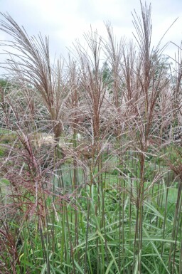 Miscanthus de Chine Miscanthus sinensis 'Malepartus' 5-10 Pot 9x9 cm (P9) Miscanthus sinensis 'Malepartus'