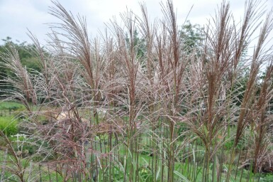 Miscanthus de Chine Miscanthus sinensis 'Malepartus' 5-10 Pot 9x9 cm (P9)