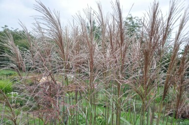 Miscanthus de Chine Miscanthus sinensis 'Malepartus' 5-10 Pot 9x9 cm (P9) Miscanthus sinensis 'Malepartus'