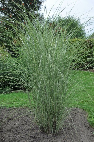 Miscanthus de Chine Miscanthus sinensis 'Morning Light' 10-15 Pot 1 l (P11) Miscanthus sinensis 'Morning Light'
