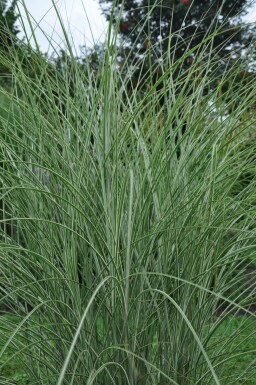 Miscanthus de Chine Miscanthus sinensis 'Morning Light' 10-15 Pot 1 l (P11) Miscanthus sinensis 'Morning Light'