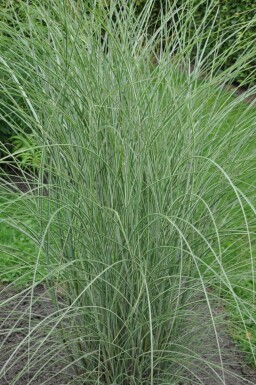Miscanthus de Chine Miscanthus sinensis 'Morning Light' 10-15 Pot 1 l (P11) Miscanthus sinensis 'Morning Light'