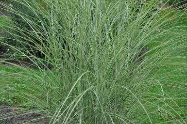 Miscanthus de Chine Miscanthus sinensis 'Morning Light' 10-15 Pot 1 l (P11) Miscanthus sinensis 'Morning Light'