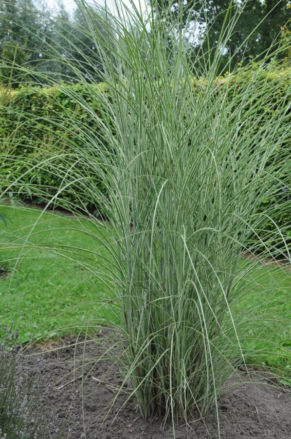 Miscanthus de Chine Miscanthus sinensis 'Morning Light' 5-10 Pot 9x9 cm (P9) Miscanthus sinensis 'Morning Light'