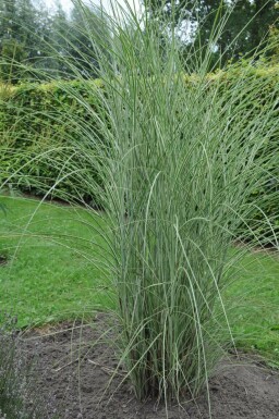 Miscanthus de Chine Miscanthus sinensis 'Morning Light' 5-10 Pot 9x9 cm (P9) Miscanthus sinensis 'Morning Light'