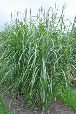 Miscanthus de Chine Miscanthus sinensis 'Silberfeder' 5-10 Pot 9x9 cm (P9)