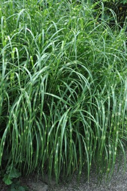 Miscanthus de Chine Miscanthus sinensis 'Strictus' 5-10 Pot 9x9 cm (P9) Miscanthus sinensis 'Strictus'