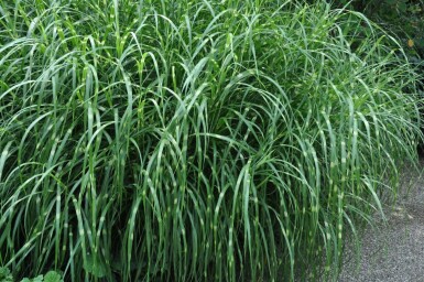 Miscanthus de Chine Miscanthus sinensis 'Strictus' 5-10 Pot 9x9 cm (P9) Miscanthus sinensis 'Strictus'