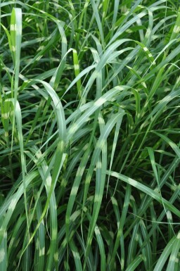 Miscanthus de Chine Miscanthus sinensis 'Strictus' 5-10 Pot 9x9 cm (P9)