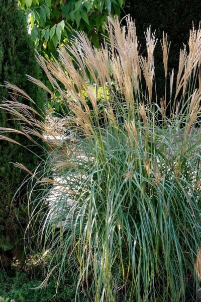 Miscanthus de Chine Miscanthus sinensis 'Yakushima Dwarf' 5-10 Pot 9x9 cm (P9) Miscanthus sinensis 'Yakushima Dwarf'