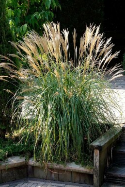 Miscanthus de Chine Miscanthus sinensis 'Yakushima Dwarf' 5-10 Pot 9x9 cm (P9)